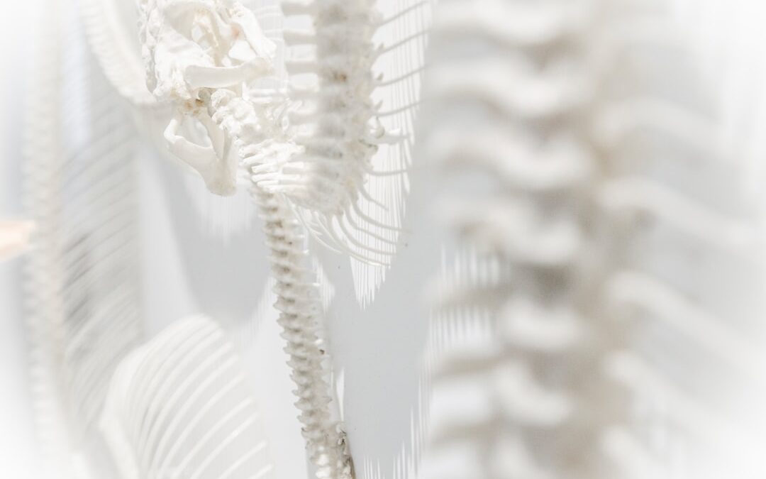 basivertebral nerve ablation