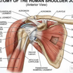 shoulder joint anatomy
