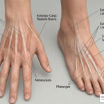 extensor tendonitis foot and hand anatomy